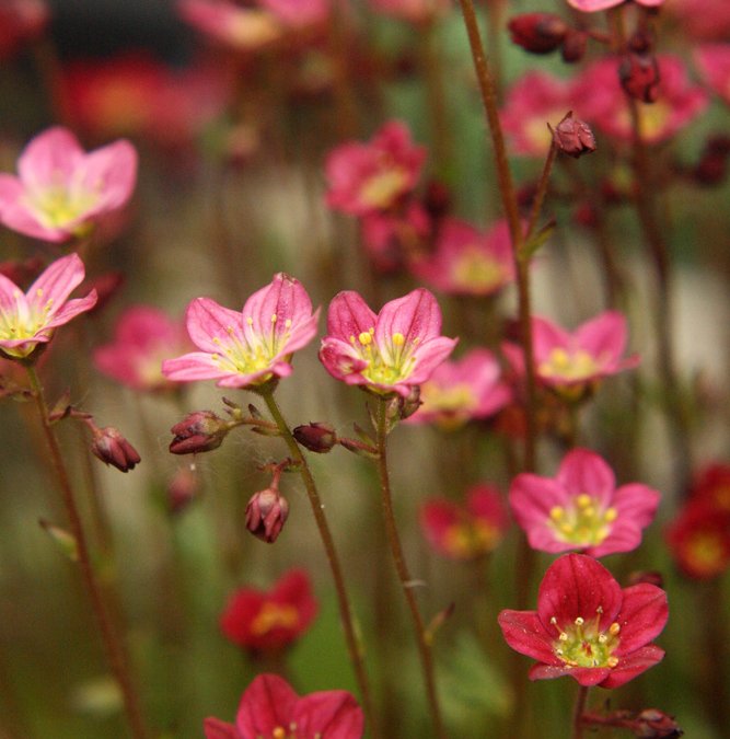 Ten Tasks for Spring