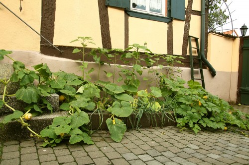 container garden