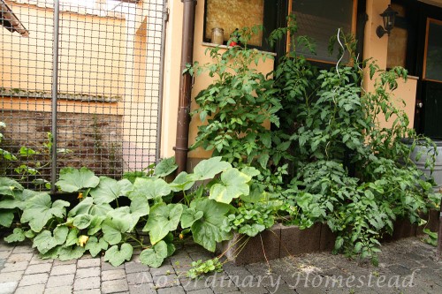 container garden
