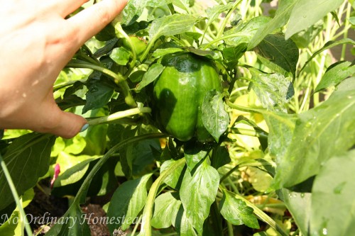 garden linky