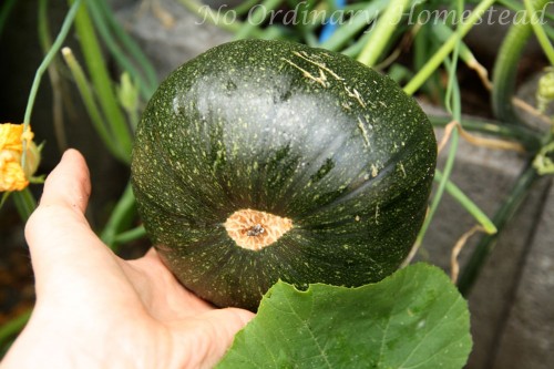 garden linky