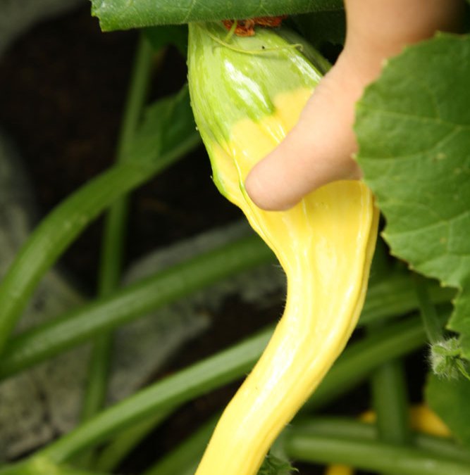 {Garden Life} – What is growing?