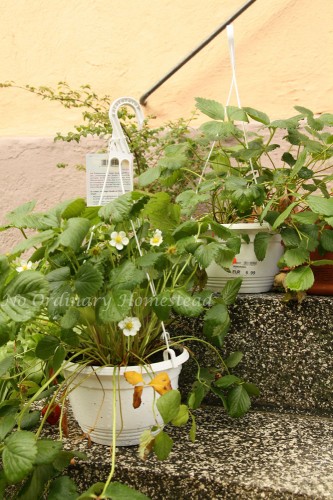 garden link up