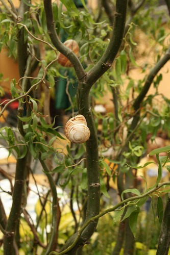 rudesheim snail shells