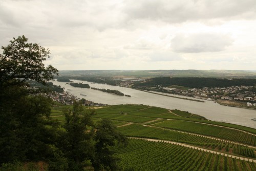 rudesheim winefields