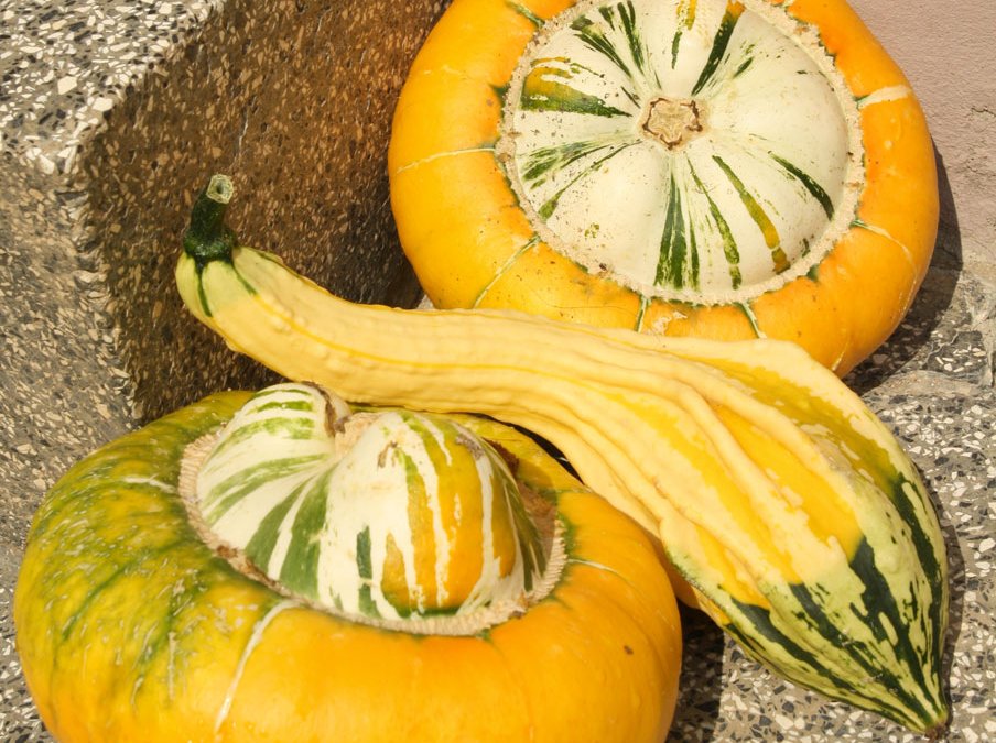 {Garden Life] Squash time