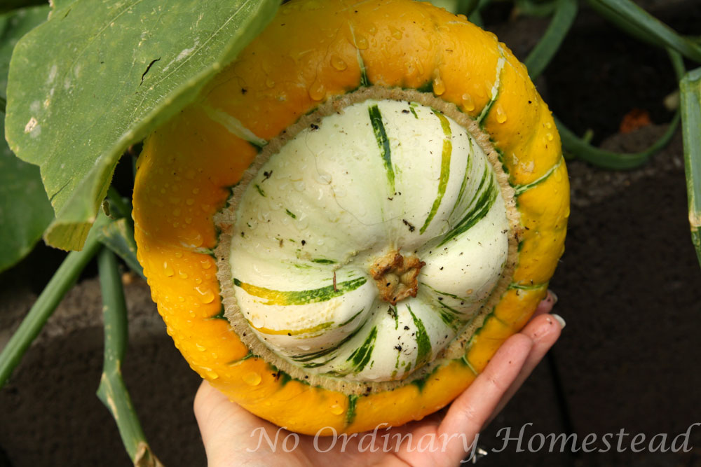 {Garden Life} Starting to ripen