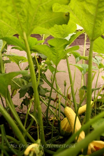 youcapture plants
