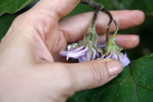 garden-blog-hop
