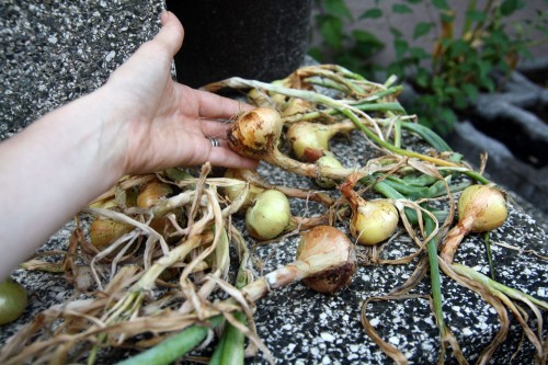 garden blog hop