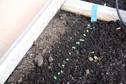 garden linky