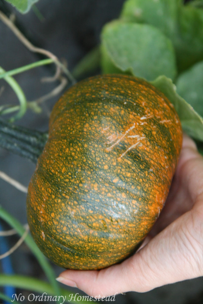 {Garden Life} Harvesting peppers