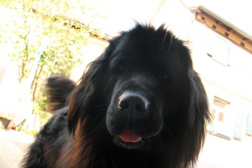 woof wednesday