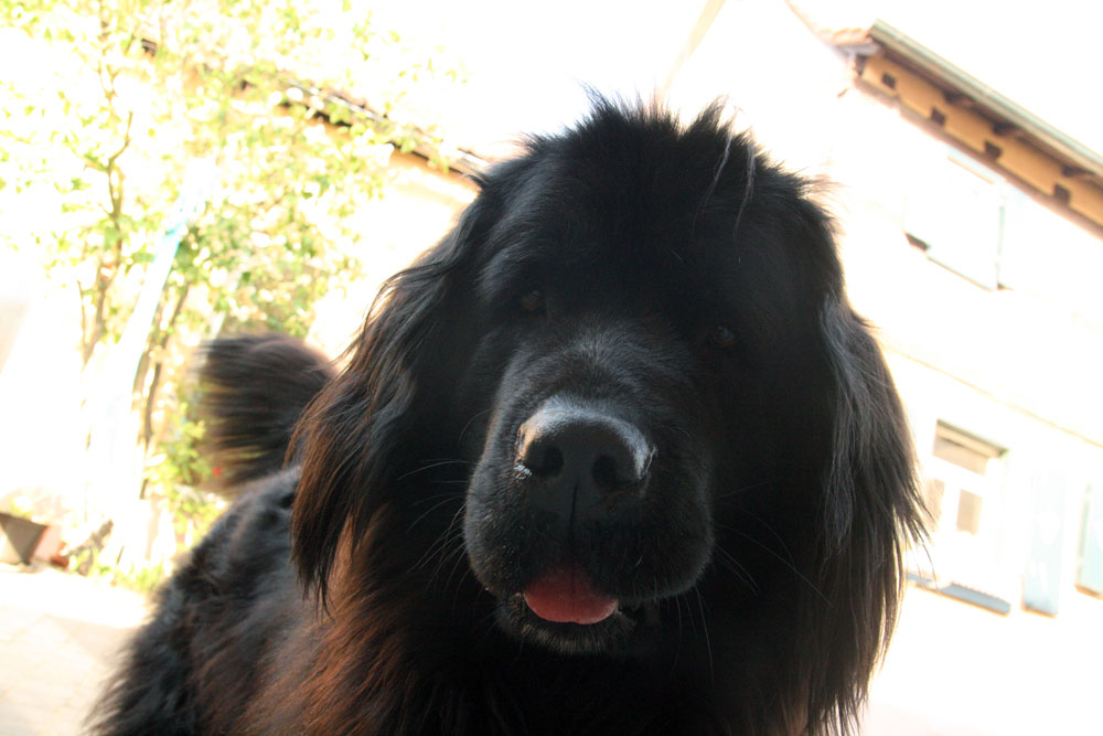 Woof Wednesday: They’re leaving me