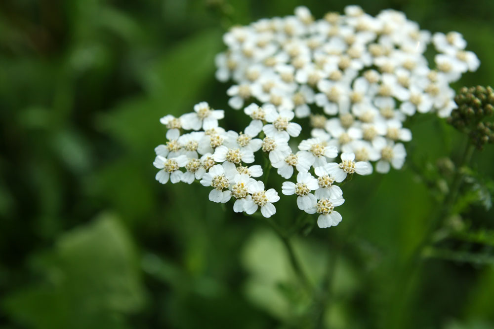 Capturing white