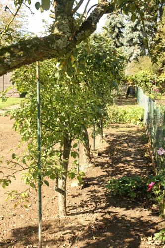 space saving apple trees