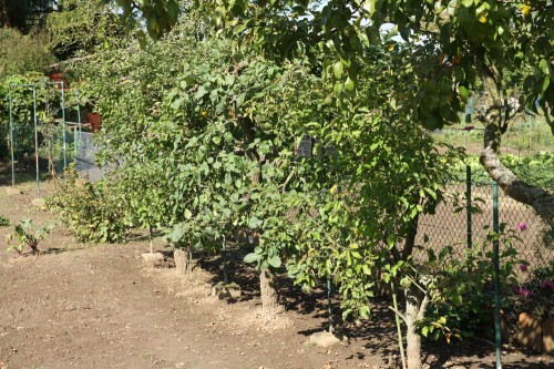 space saving apple trees