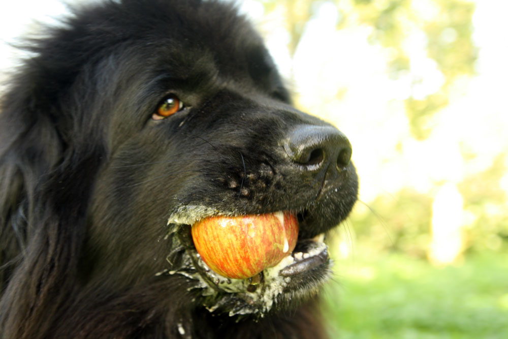 Capturing Apples