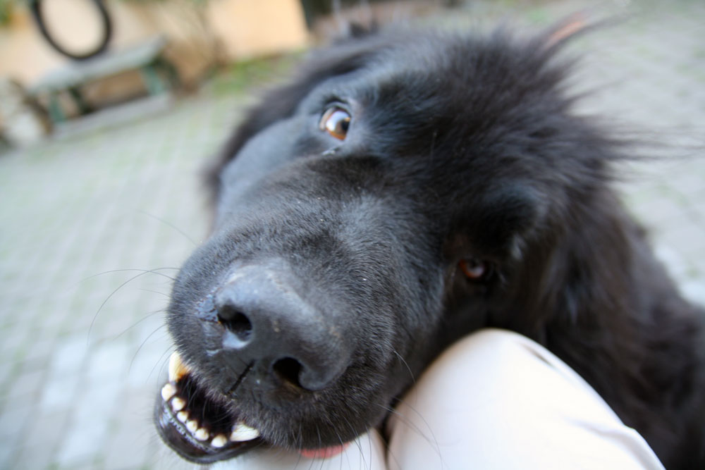 WW: Newfies in Heat