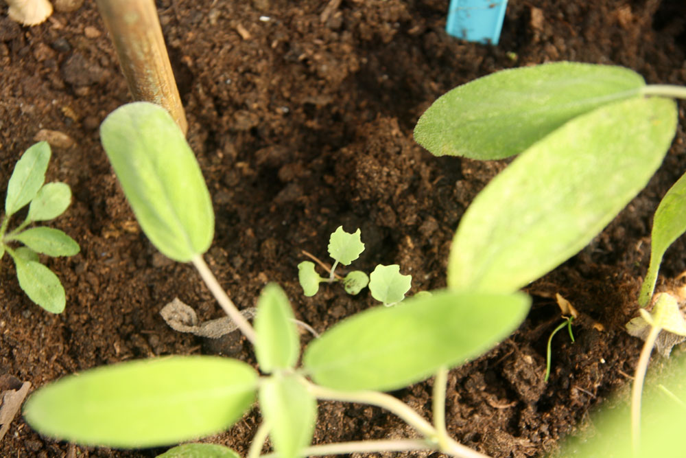 broccoliseedling No Ordinary Homestead