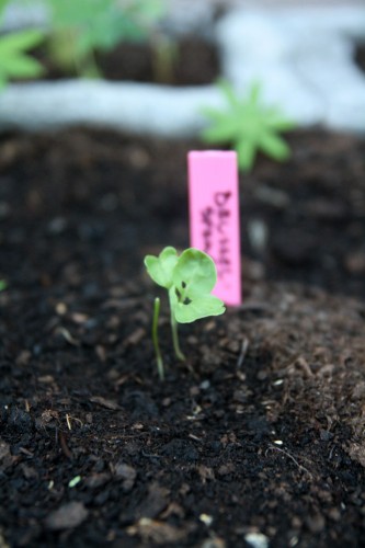 brussel sprout seedling