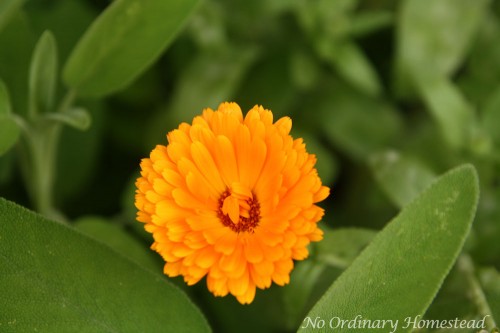 saving calendula seeds