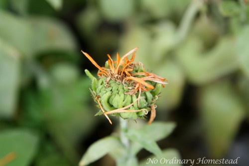 saving calendula seeds