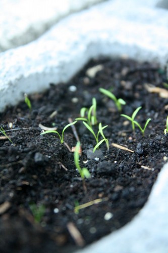 carrot seedlings