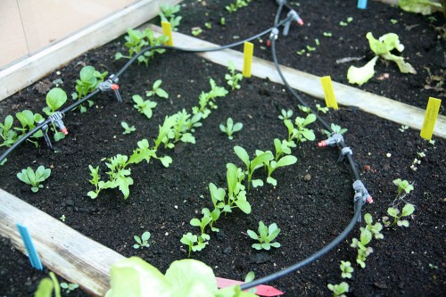 lettuce sprouting