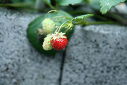 fresh strawberries