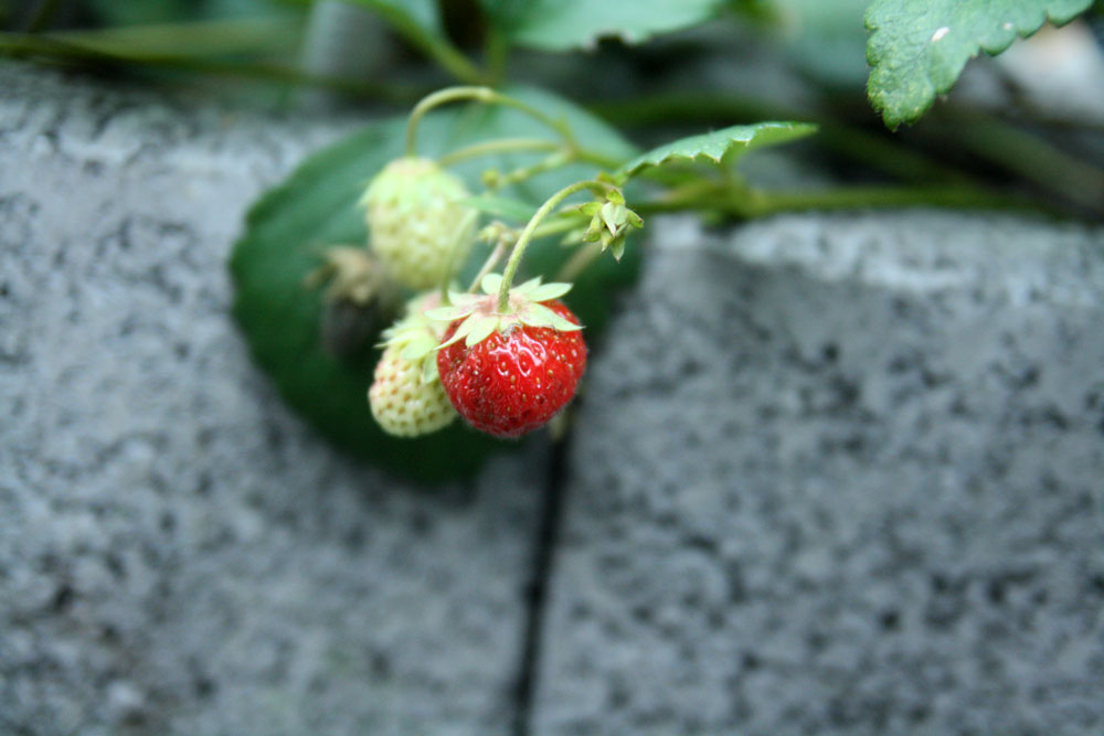 {Garden Life} Peaches and seedlings