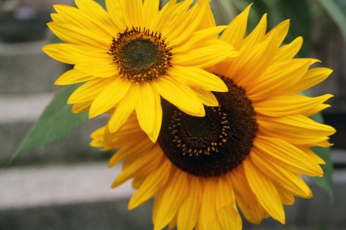 harvesting sunflower seeds