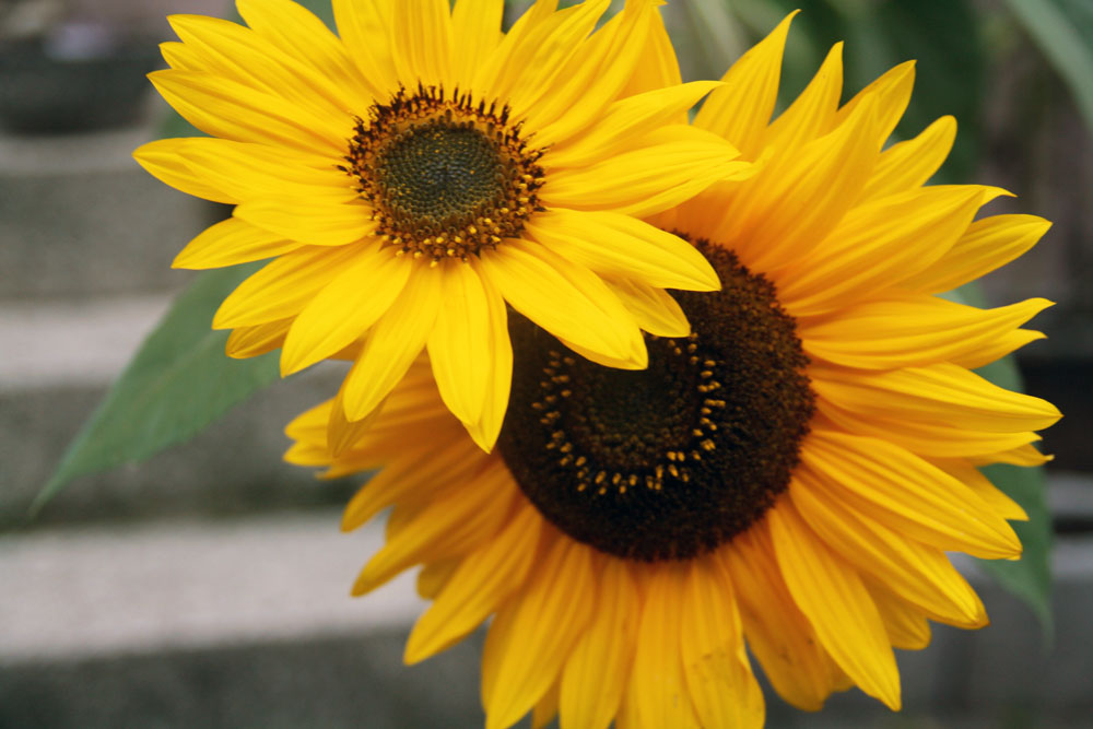 Harvesting Sunflower Seeds {Natural Life Link-up}