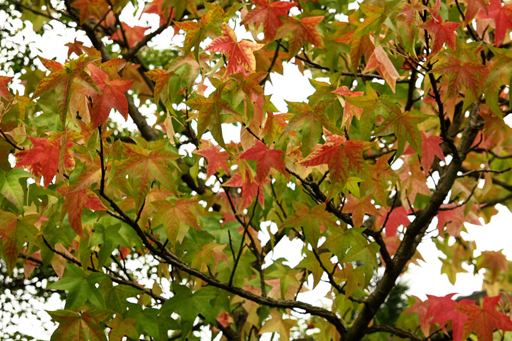 Capturing Fall