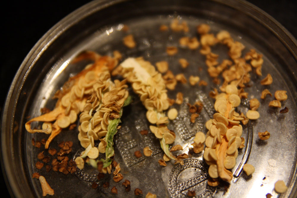 {Garden Life} Saving Jalapeno Seeds