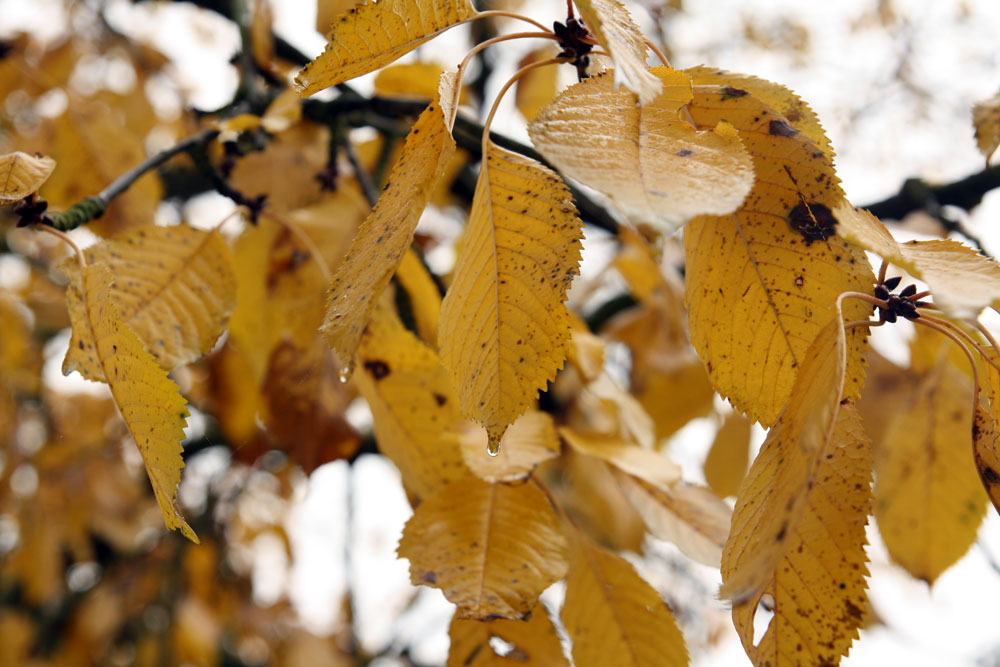 Capture Fall