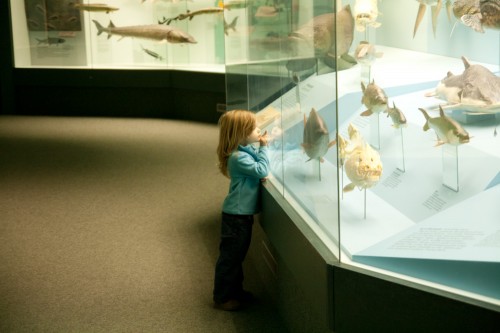 senckenberg frankfurt