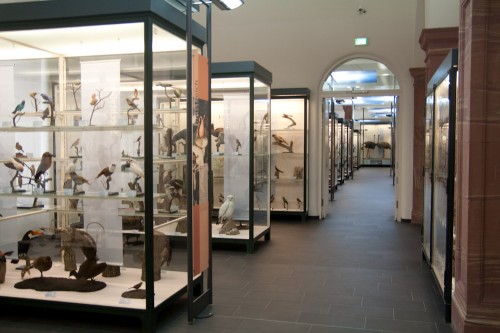 senckenberg frankfurt