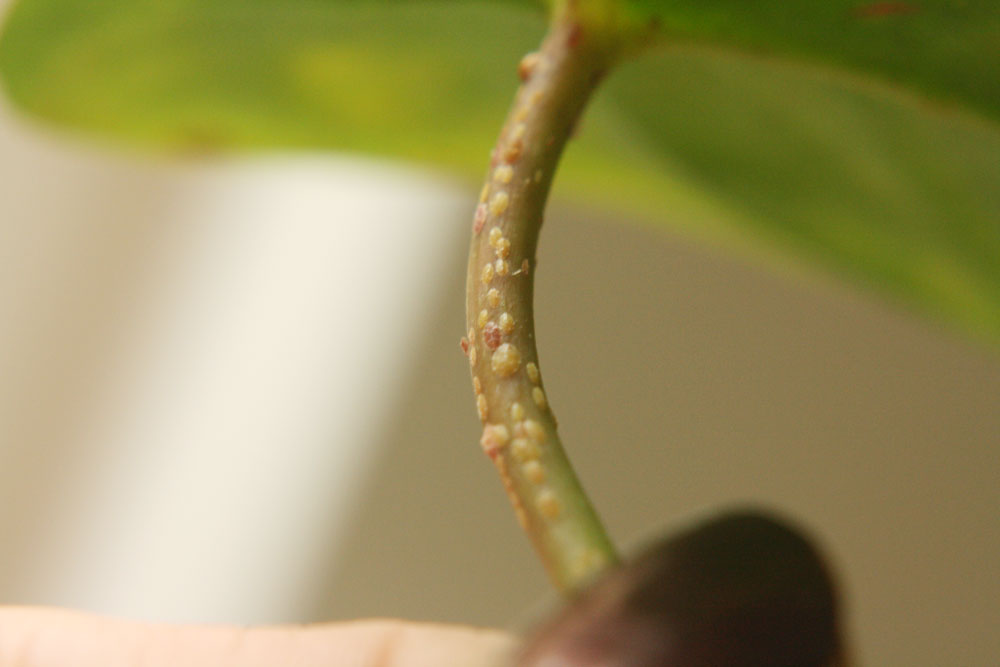 {Garden Life} Treat houseplant scales naturally