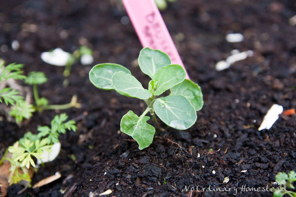 {Garden Life} Our fall/winter garden
