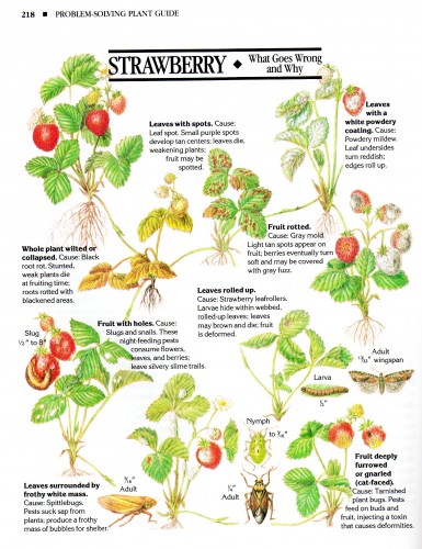 organic remedies strawberries