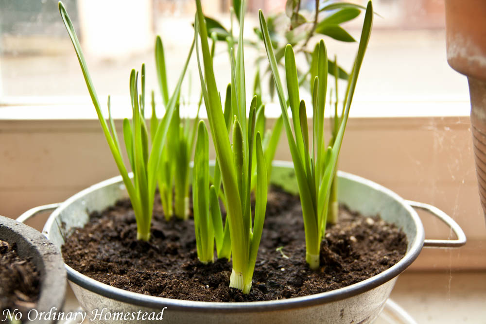 {Garden Life} Jump start on spring