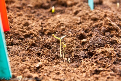 Tomato seedlings for tiny grape tomatoes, which we got from our neighbors