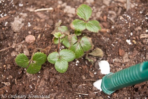 growing strawberries