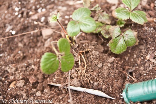 growing strawberries