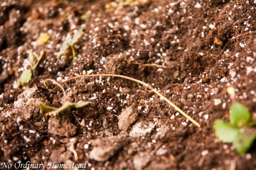 growing strawberries