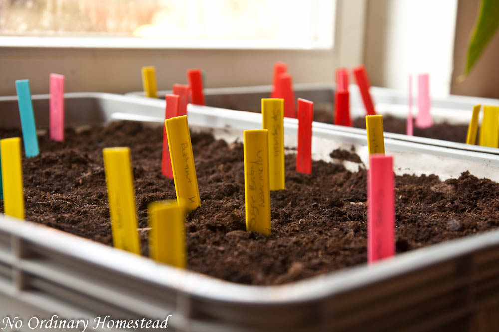 {Garden Life} Planting seeds