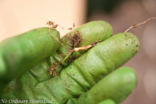 worlds smallest carrot