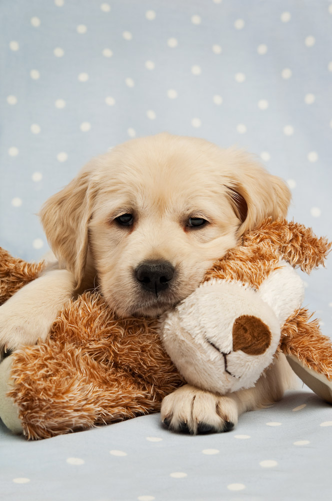 WW: 10 reasons to think twice about a new puppy