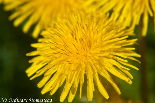 you capture spring